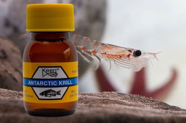 Antarctic Krill